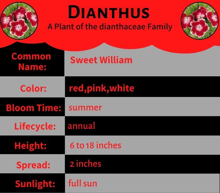 Dianthus Flower - from Dianthaceae Family