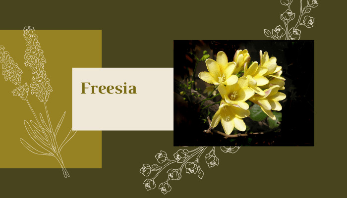 Freesia