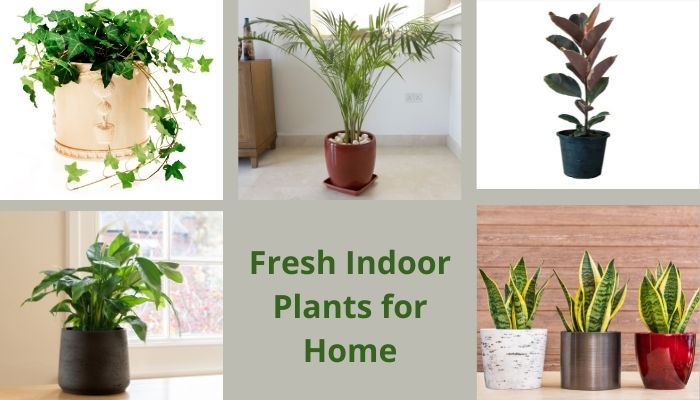 Fresh Indoor Plants for Home