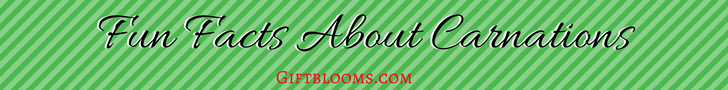 Fun Facts About Carnations