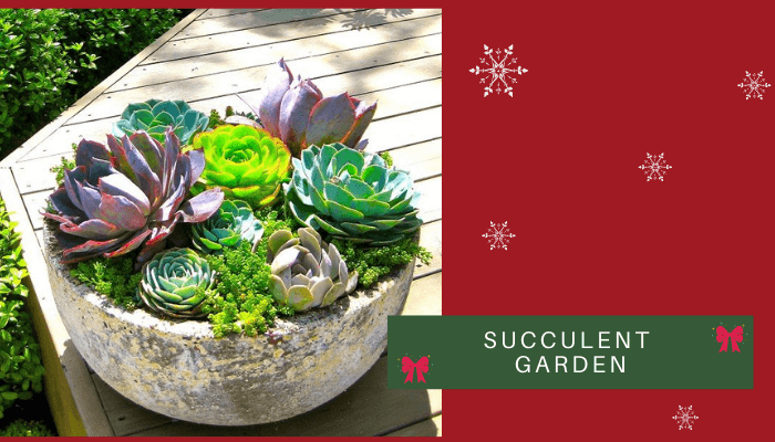 Succulent Garden