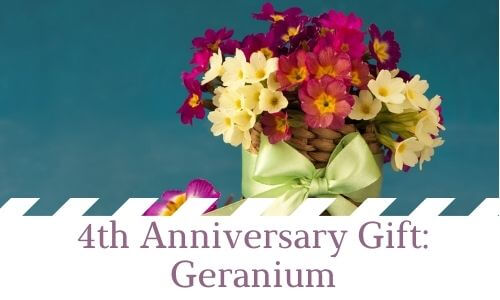 4th Anniversary Gift: Geranium