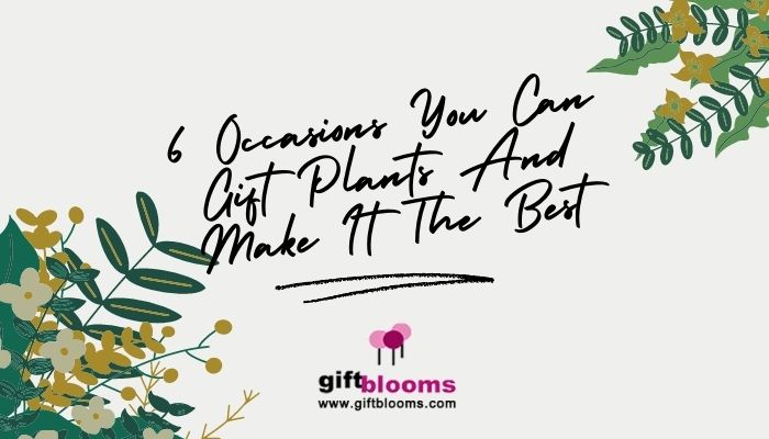 Occasions to Gift Plants