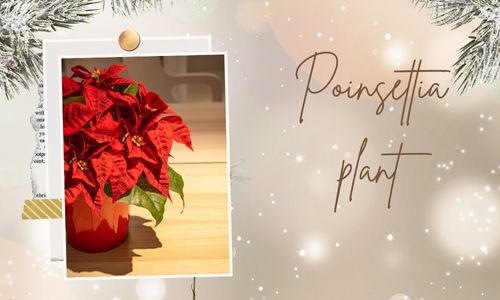 Poinsettia Plant
