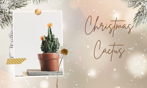 Christmas Cactus
