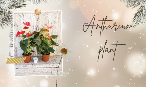 Anthurium plant