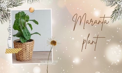 Maranta plant