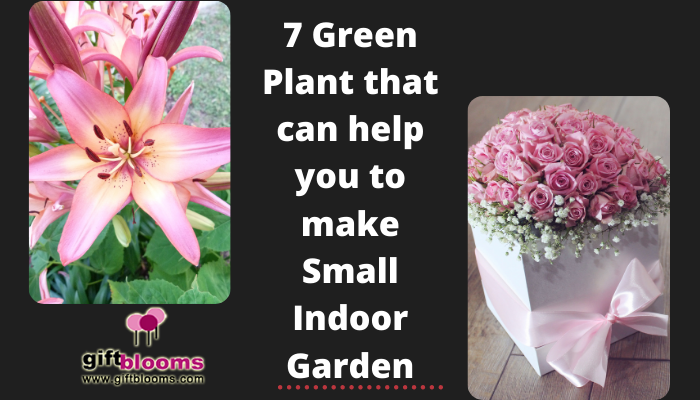 7 Green Plant that can help you to make Small Indoor Garden