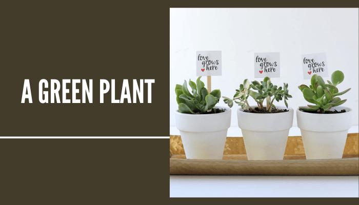 A Green Plant