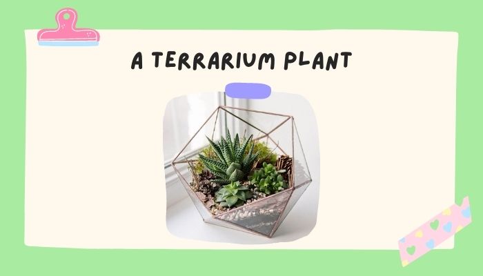 A Terrarium Plant