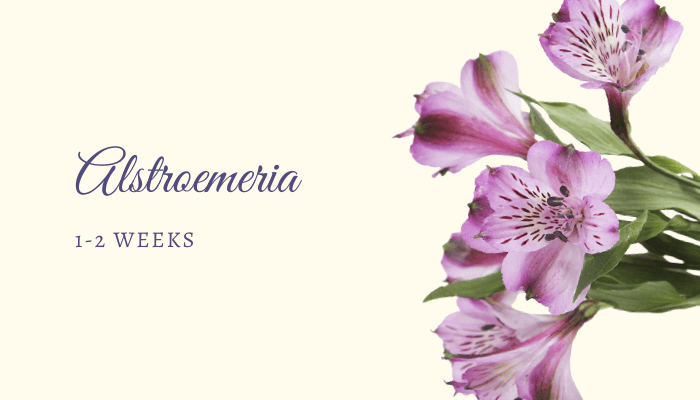 Alstroemeria