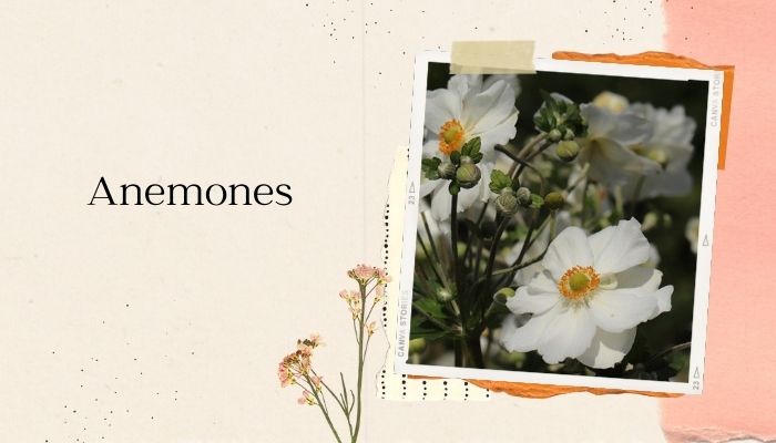 Anemones