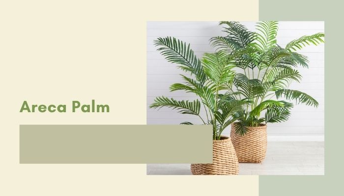 Areca Palm