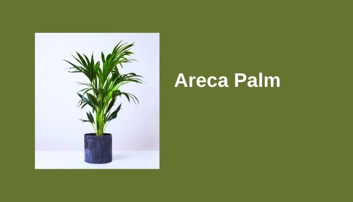 Areca Palm Areca Palm