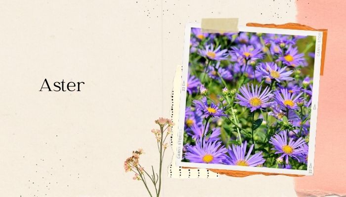 Aster