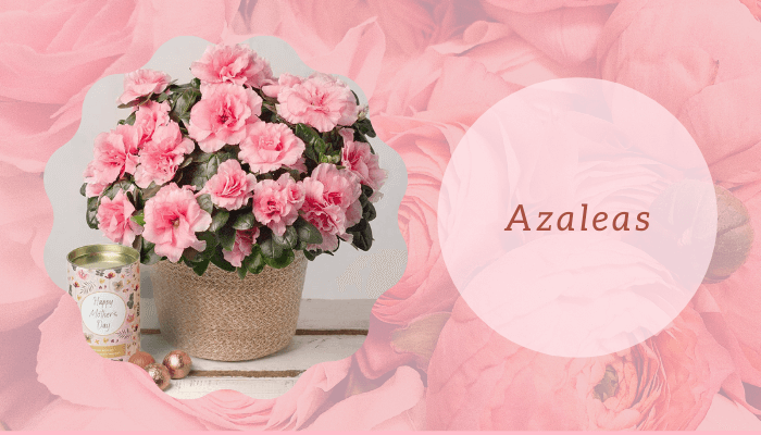 Azaleas