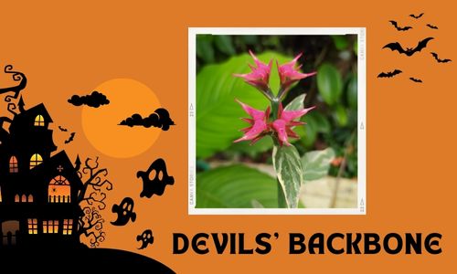 Devil's Backbone