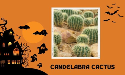 Candelabra Cactus