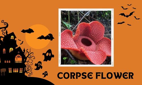 Corpse Flower