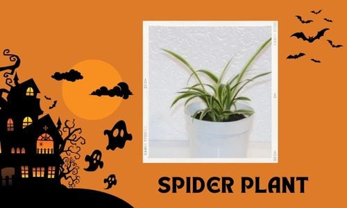 Spider Plant