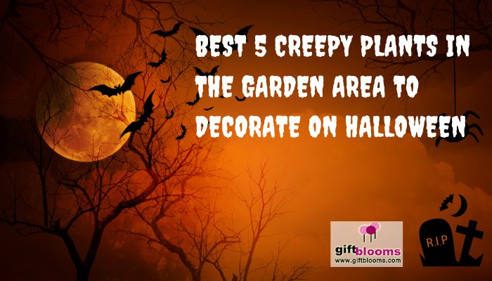 best 5 creepy plants in garden area to decorate on Halloween