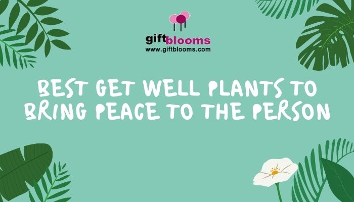 Get Well Plants Get Well Plants