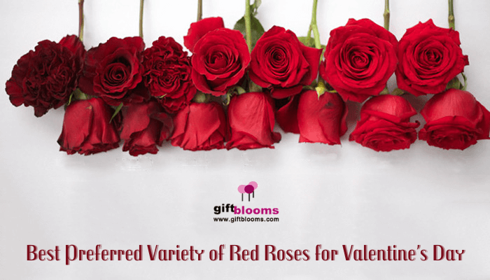 Red Roses for Valentine’s Day