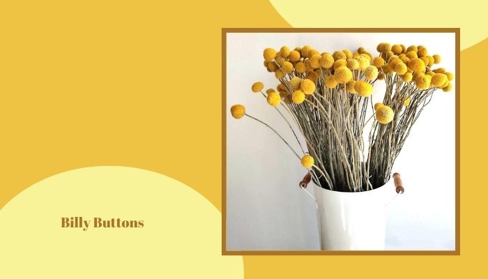 Billy Buttons