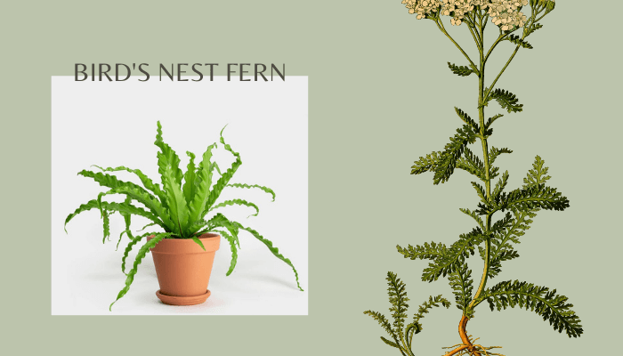 Bird's Nest Fern