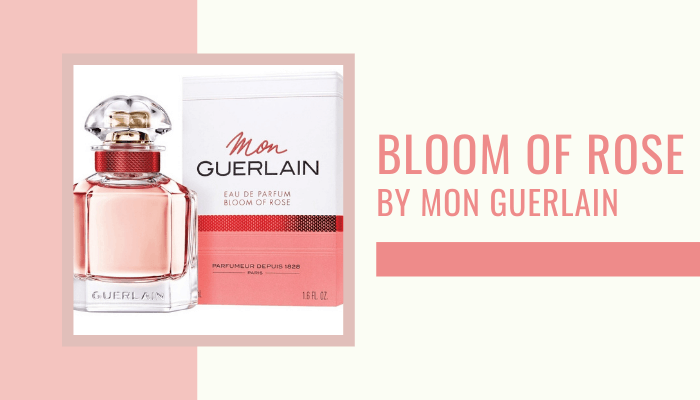 Bloom of Rose