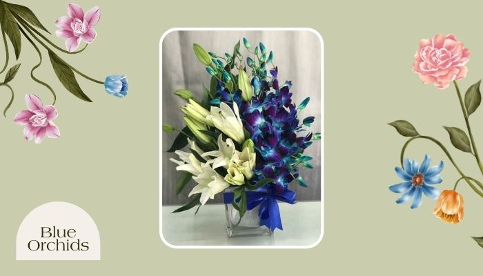 Blue Orchids Blue Orchids