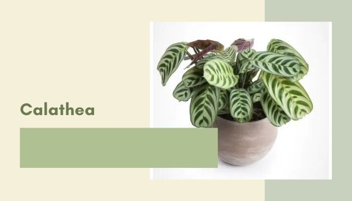 Calathea (Prayer Plant)