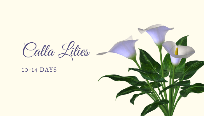 Calla Lilies