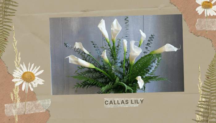 Callas lily