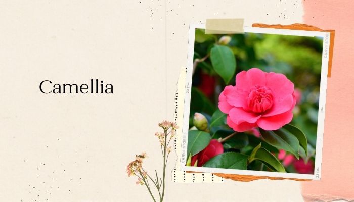 Camellia