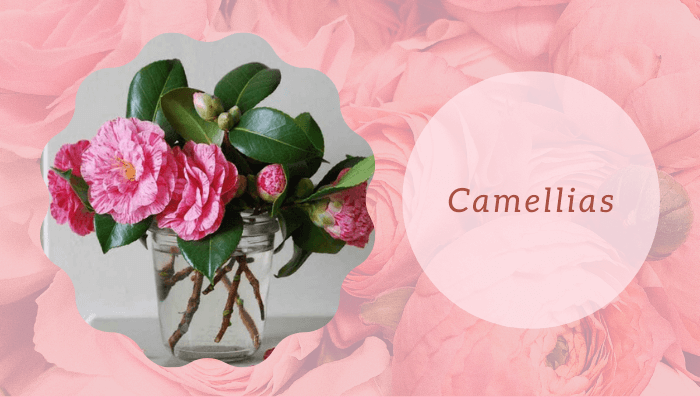 Camellias