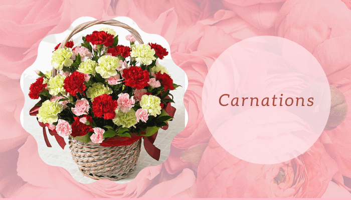 Carnations