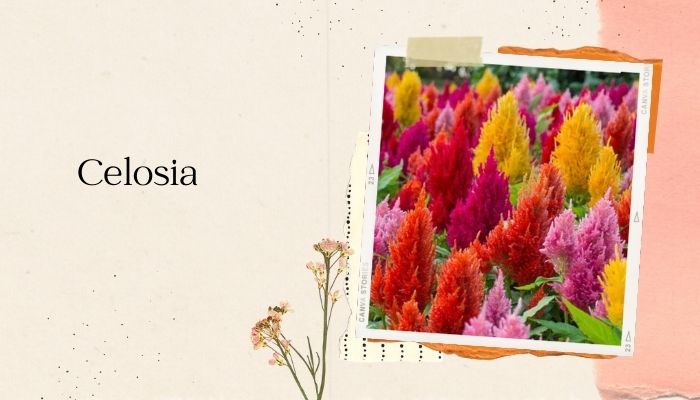 Celosia