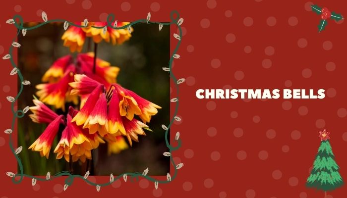 Christmas Bells