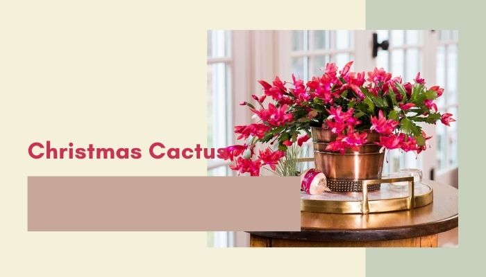 Christmas Cactus