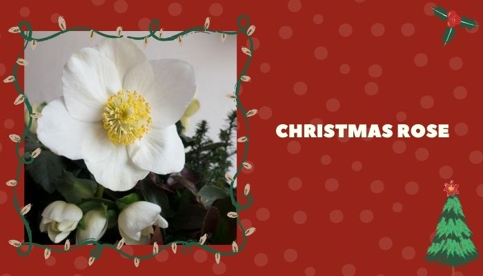 Christmas Rose