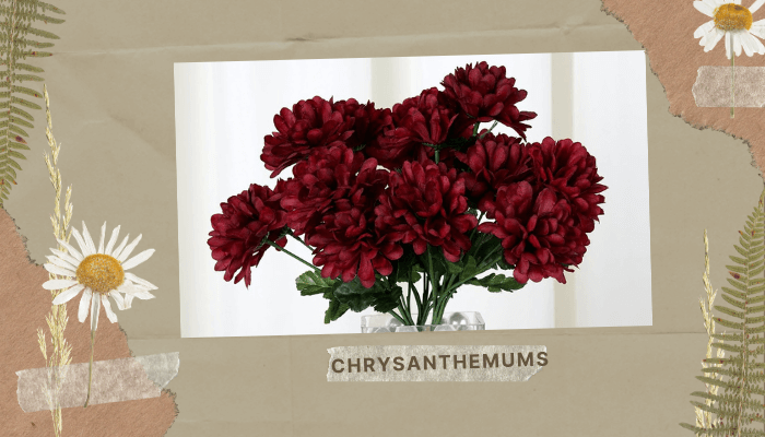 Chrysanthemums