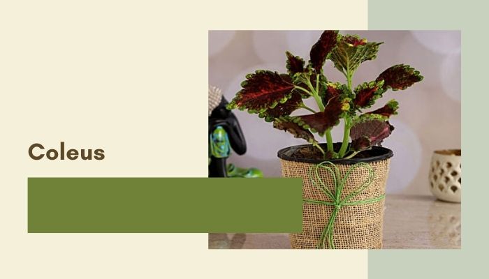 Coleus