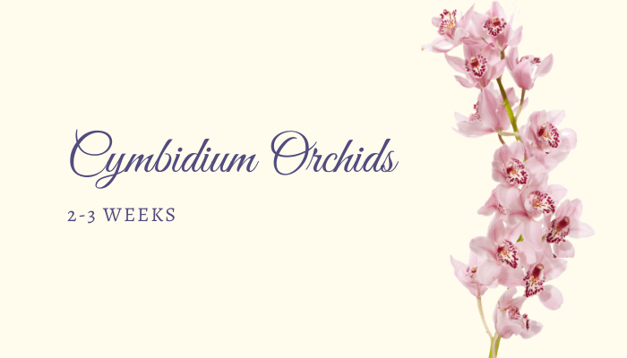 Cymbidium Orchids