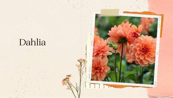 Dahlia