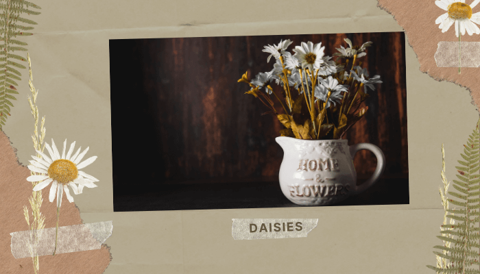 Daisies