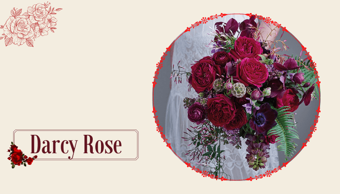 Darcy Rose