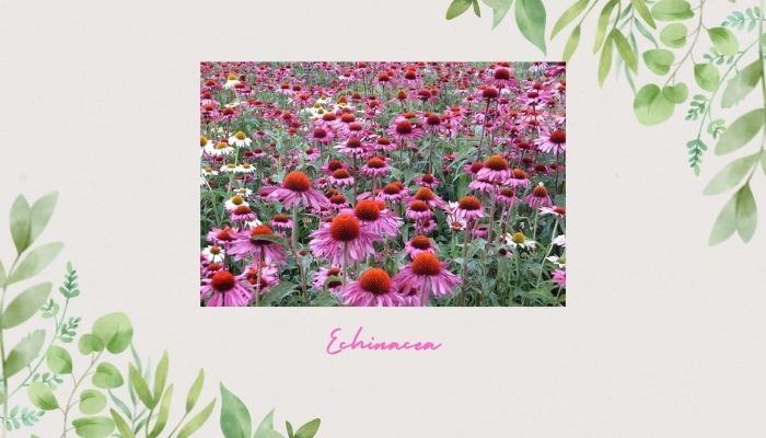 Echinacea