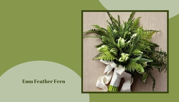 Emu Feather Fern