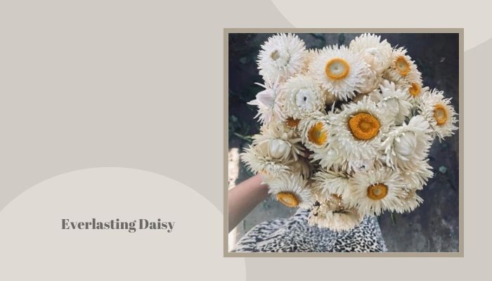 Everlasting Daisy